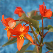 coccinea frage